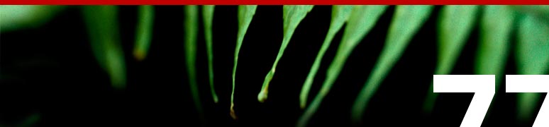 Fern.jpg